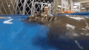 hippo GIF