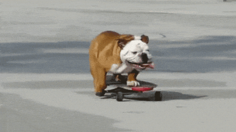 Dog Skateboard GIF
