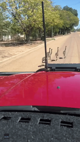 Emu Family Halt Traffic in Rural Queensland