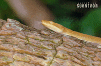 Snake GIF by Australian Survivor