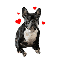 French Bulldog Love Sticker by Five Below