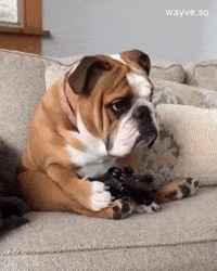 Mood Feels GIF by Darwin