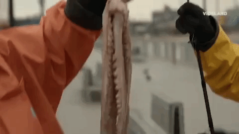 action bronson fishing GIF by F*CK, THAT'S DELICIOUS
