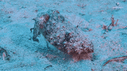 Working Out GIF by OctoNation® The Largest Octopus Fan Club!