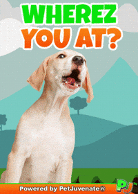 Henlo Hooman Fren GIF by PetJuvenate - PJ