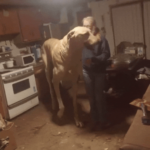 Big Dog Puppy GIF by Respective