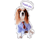 Cavalierkingcharlesspaniel Sticker