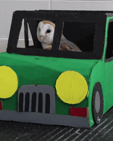 Driving Barn Owl GIF by Valley Zoo Development Society