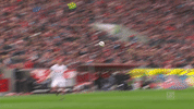 simon terodde football GIF by 1. FC Köln