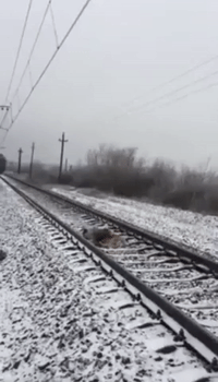 Injured Dog on Frozen Rail Track Protected by Faithful Companion