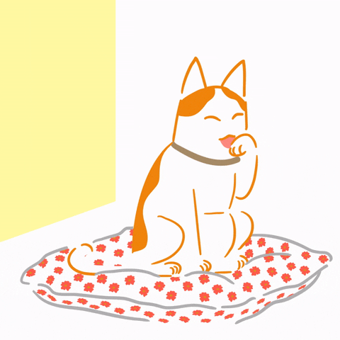 happy cat GIF by Percolate Galactic