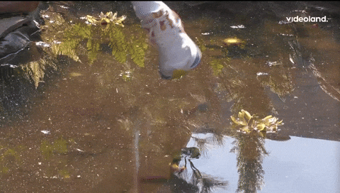 giphy.gif