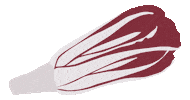Radicchio Di Treviso Sticker
