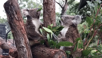 Charming Koalas Chomp on Leaves in Unison at Australian Sanctuary