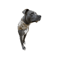 Pit Mako Sticker by Geekster Pets