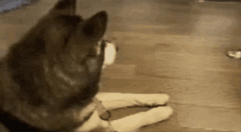 f44246d7941e4550bc67442899d2d208 giphygifmaker GIF