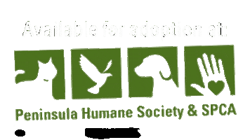Cats Adopt Sticker by Peninsula Humane Society & SPCA