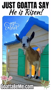 He Has Risen Happy Easter GIF by Goatta Be Me Goats! Adventures of Java, Toffee, Pumpkin and Cookie!