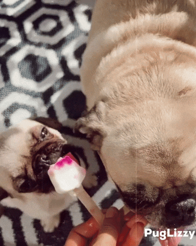 puglizzysg summer yum ice cream pug GIF