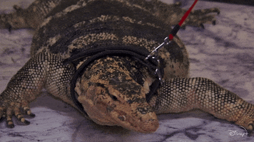 Disney Plus Jessie GIF by Disney+