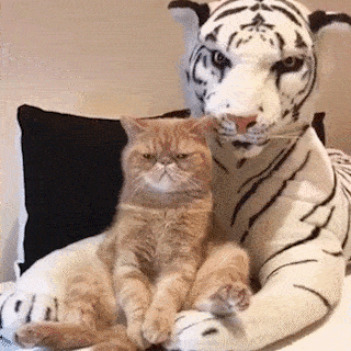 cuteanimalland giphyupload GIF
