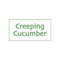 Texas Cucumber Sticker