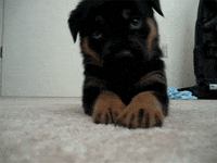 german shepherd love GIF