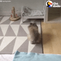 bunny rabbit GIF by The Dodo
