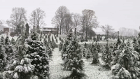 Snow Falls on Christmas Tree Farm in Indiana