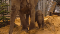 Baby Elephant at English Zoo Gets in Festive Spirit Ahead of Her First Christmas