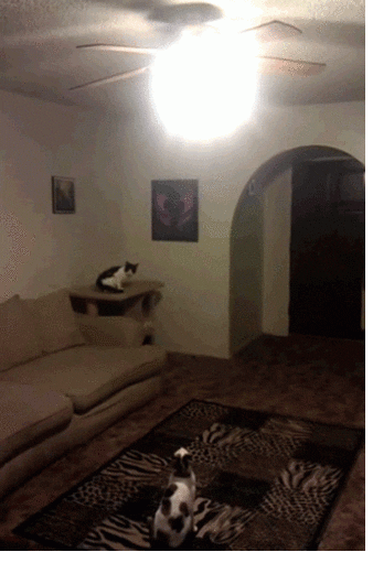 cat jump GIF