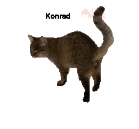 Cat Konrad Sticker by CatsHome