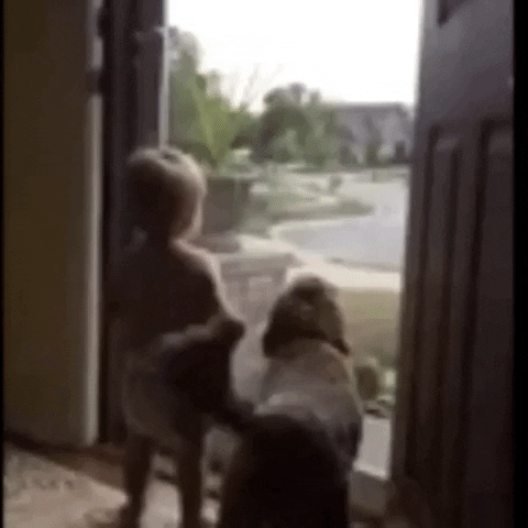 dog love GIF by The Videobook