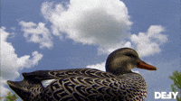 Beautiful Day For A Duck Hunt