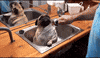 bath GIF