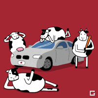 Canada Cows GIF by gifnews