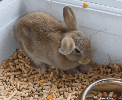 Video gif. Small rabbit suddenly flops down onto its side, lying on its cage bedding next to a food bowl. Its eyes close and its nose twitches. 