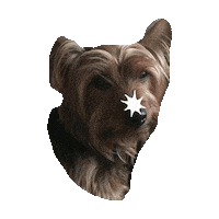 yorkies STICKER by imoji
