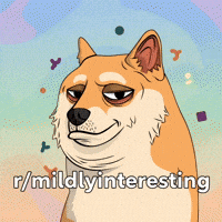 Judging Shiba Inu GIF by Doge Pound