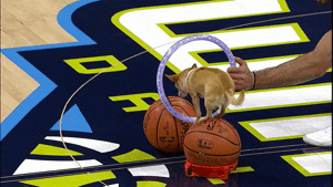 Dog GIF by NBA