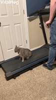 Surprising the Cat by Turning the Treadmill On
