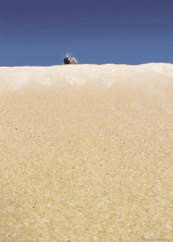 rolling dung beetle GIF by Cheezburger