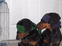 dachshunds birdbox GIF