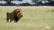 nat geo wild king GIF by Savage Kingdom
