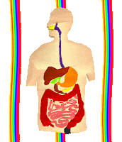 Rainbow Anatomy Sticker by badblueprints