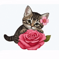 Valentines Day Love GIF