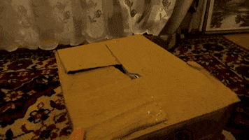 cat GIF
