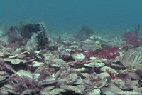 Leave Me Alone Ugh GIF by OctoNation® The Largest Octopus Fan Club!