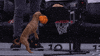 Slam Dunk Sport GIF by NBA