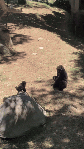 Adorable Baby Gorilla at Atlanta Zoo Overjoyed to See Wood Shavings
